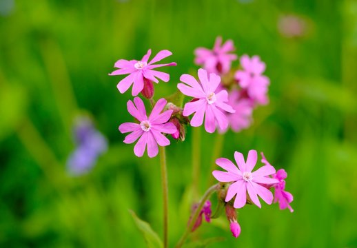Red campion (Silene dioica), Devon, England, United Kingdom, Europe
