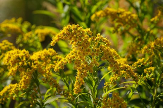 Flowers of tall goldenrod (Solidago gigantea), nature reserve Isarauen, Upper Bavaria, Bavaria, Germany, Europe
