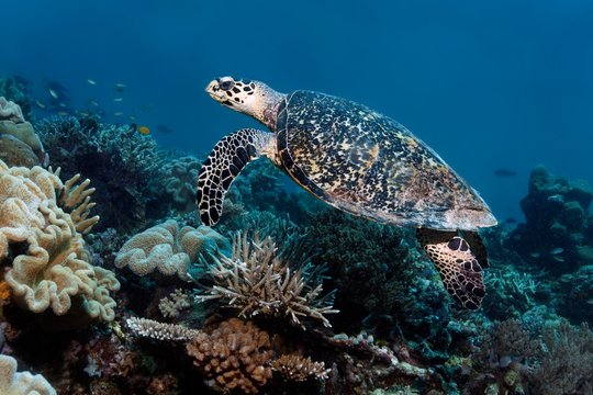 Redhead Turtle (Caretta caretta) swimming over coral reef, Raja Ampat, Papua Barat, West Papua, Pacific, Indonesia, Asia