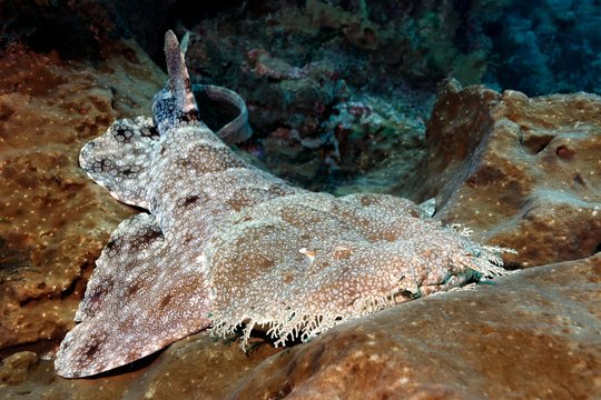 Tasselled wobbegong (Eucrossorhinus dasypogon) lying in coral reef, Raja Ampat, Papua Barat, West Papua, Pacific, Indonesia, Asia