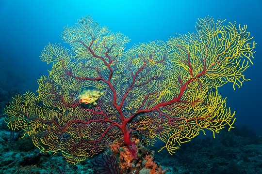 Sea fan (Euplaxaura sp.), Red, yellow, Raja Ampat, Papua Barat, West Papua, Pacific, Indonesia, Asia