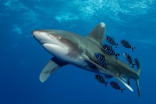 Oceanic whitetip shark (Carcharhinus longimanus) with Pilot Fish (Naucrates ductor) swims under sea surface in the open sea, Red Sea, Egypt, Africa