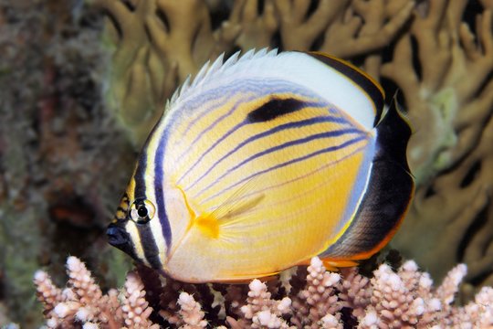 Blacktail butterflyfish (Chaetodon austriacus) floats over Acropora Coral (Acroporidae), Red Sea, Egypt, Africa