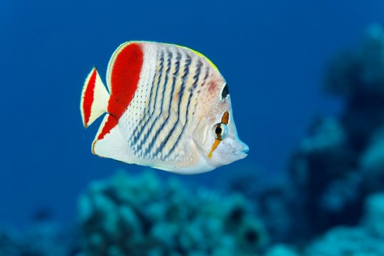 Eritrean butterflyfish (Chaetodon paucifasciatus) swims over coral reef, Red Sea, Egypt, Africa