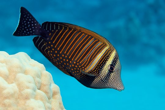 Desjardin's sailfin tang (Zebrasoma desjardinii) swims over coral reef, Red Sea, Egypt, Africa