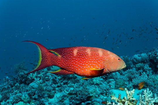 Yellow-edged lyretail (Variola louti) floats over coral reef, Red Sea, Egypt, Africa