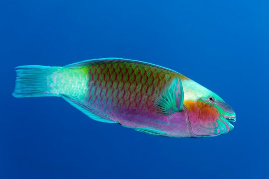Bullethead parrotfish (Chlorurus sordidus) swims in the open sea, Red Sea, Egypt, Africa