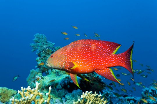 Yellow-edged lyretail (Variola louti) floats over coral reef, Red Sea, Egypt, Africa