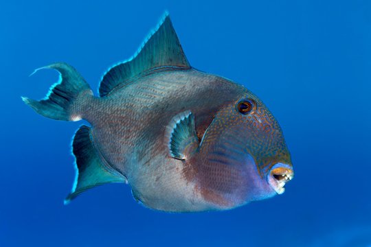 Blue triggerfish (Pseudobalistes fuscus) swims in the open sea, Red Sea, Egypt, Africa