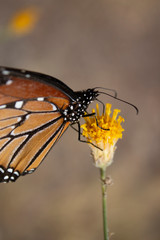 Monarch Butterfly over Yellow Sweet Buch flower Macro