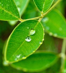 녹색 잎사귀와 물방울 