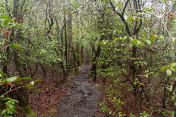 Muddy Hiking Trail