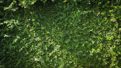green leaf ivy vine nature wall texture background