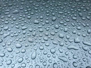 Dingos in the bodywork.