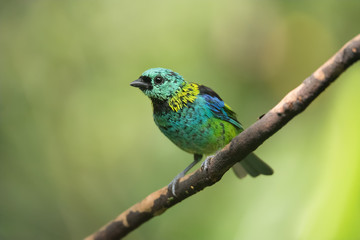 sairá sete cores