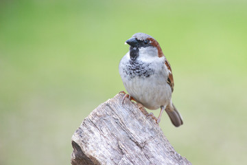 Passer domesticus perched on a trunk backyard feeder home outside