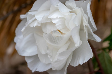 Peony flower, Tokyo, Taito city, Japan