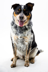 Australian Shepherd Mix on White Background