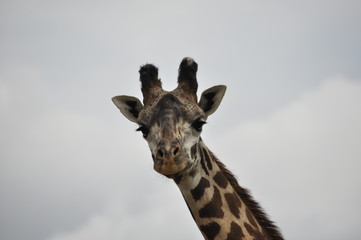 Giraffe