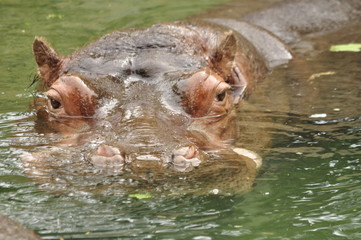 Hippo