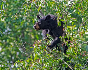 In Cades Cove, a Black Bear is in a tree, feeding on ripe cherries.