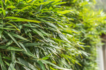 green bamboo in the outdoor