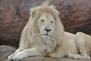 Lion © Anthony