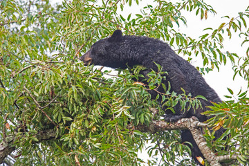 In Cades Cove, a Black Bear is in a tree, feeding on ripe cherries.