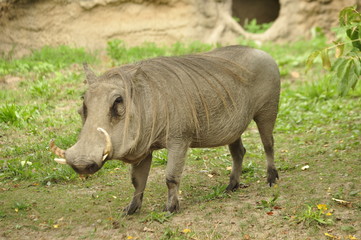 Fototapeta premium Warthog