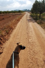 Dog on Country Path