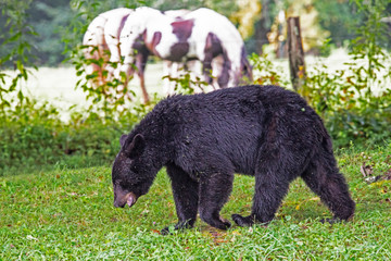 Riding horses and Black Bears co-exist in Cades Cove.