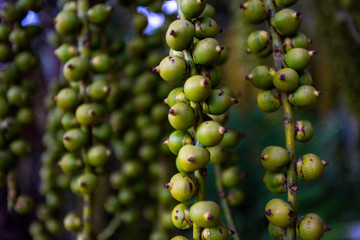 Green Berries