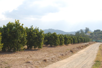 Naklejka premium Orange Tree Path, Valencia, Spain