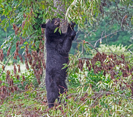 A Black Bear stands on his back legs looking for ripe cherries.