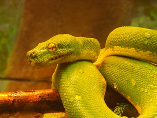 Green Snake