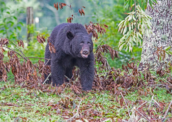 Fototapeta premium A Black Bear is feeding on ripe cherries in Cades Cove.