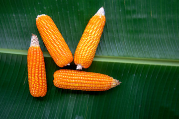  Corn Zea mays fres 