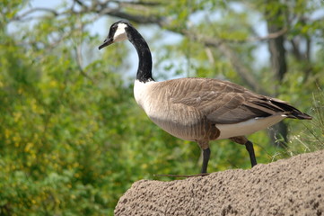 Canada Goose