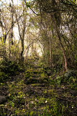 Camino en medio de plantas