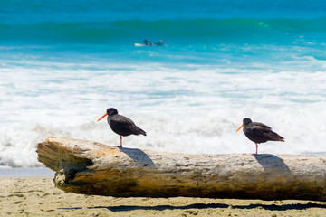 Two black oystercatchers on log on beach watching the sea and surfers.