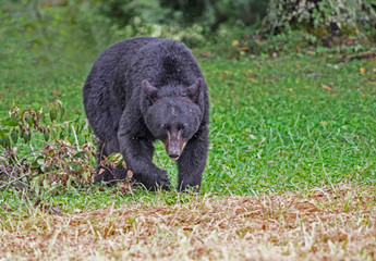 A Black Bear looks in the trees hunting for ripe cherries.