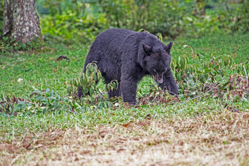 A Black Bear looks in the trees hunting for ripe cherries.