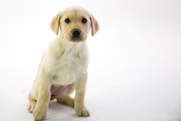 Small Yellow Lab Puppy