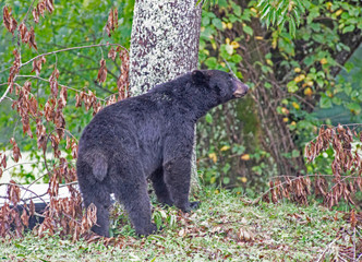 A Black Bear looks in the trees hunting for ripe cherries.