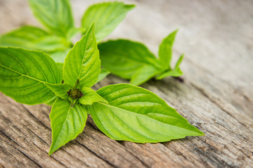 Sweet basil on wooden table for healthy eating 