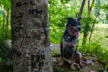 Dog Standing by A Tree in Forest
