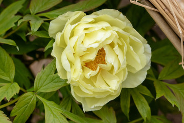 Peony flower, Tokyo, Taito city, Japan