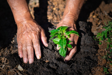 Close-up of hands senior man planting sprout in soil.