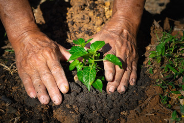 Close-up of hands senior man planting sprout in soil.