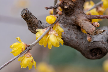 Wax plum flower, Tokyo, Taito-city, Japan
